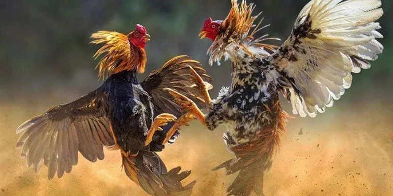 Các loại hình đá gà phổ biến tại Kubet